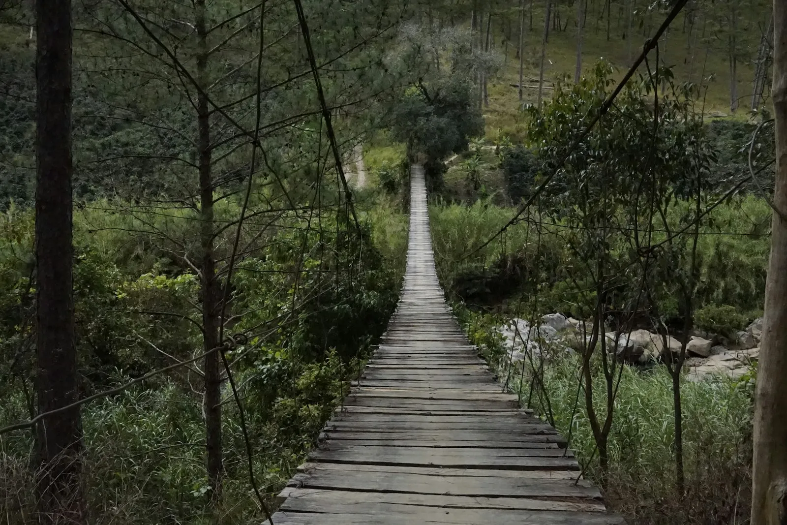 Lối đi gỗ giữa rừng thông